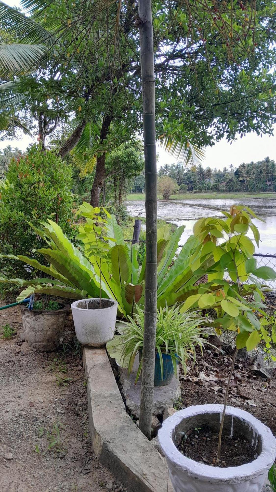 Field Island Villa - Ahangama Bagian luar foto